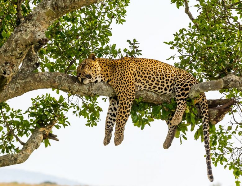 Quelle est la meilleure période pour faire un safari au Kenya ?