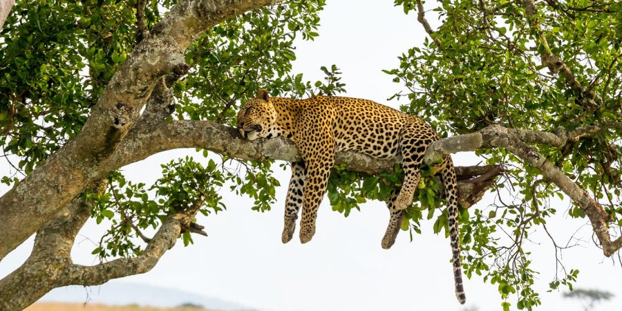Quelle est la meilleure période pour faire un safari au Kenya ?