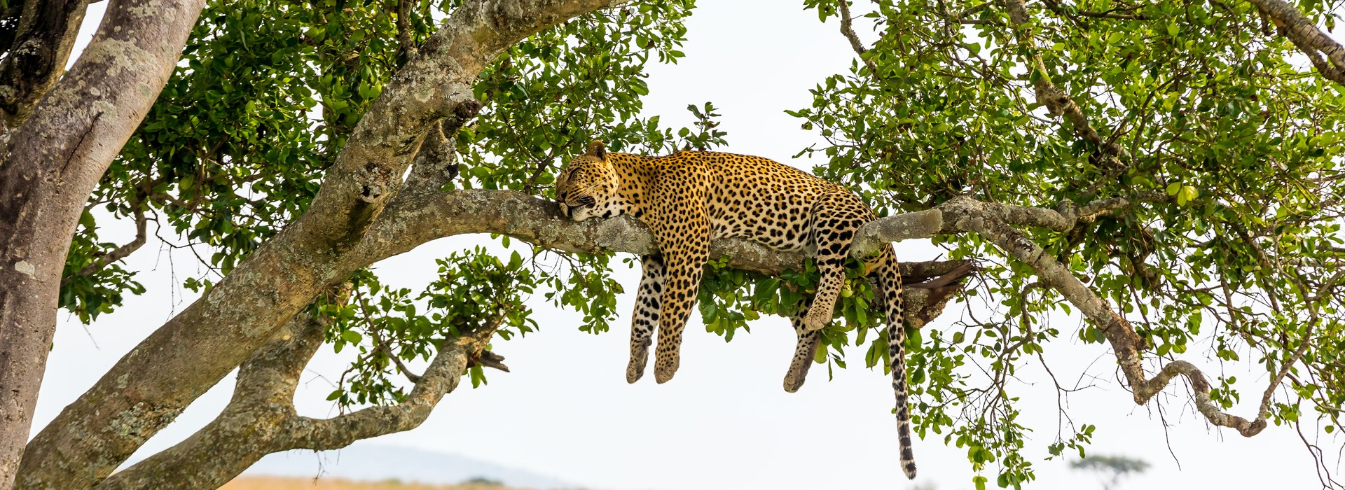 Quelle est la meilleure période pour faire un safari au Kenya ?