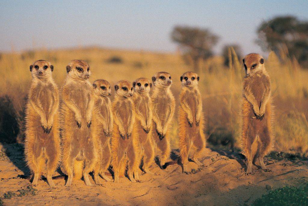 Faune spectaculaire et écosystèmes uniques du delta de l’Okavango