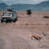 Safari en Tanzanie : conseils pour préparer un voyage mémorable