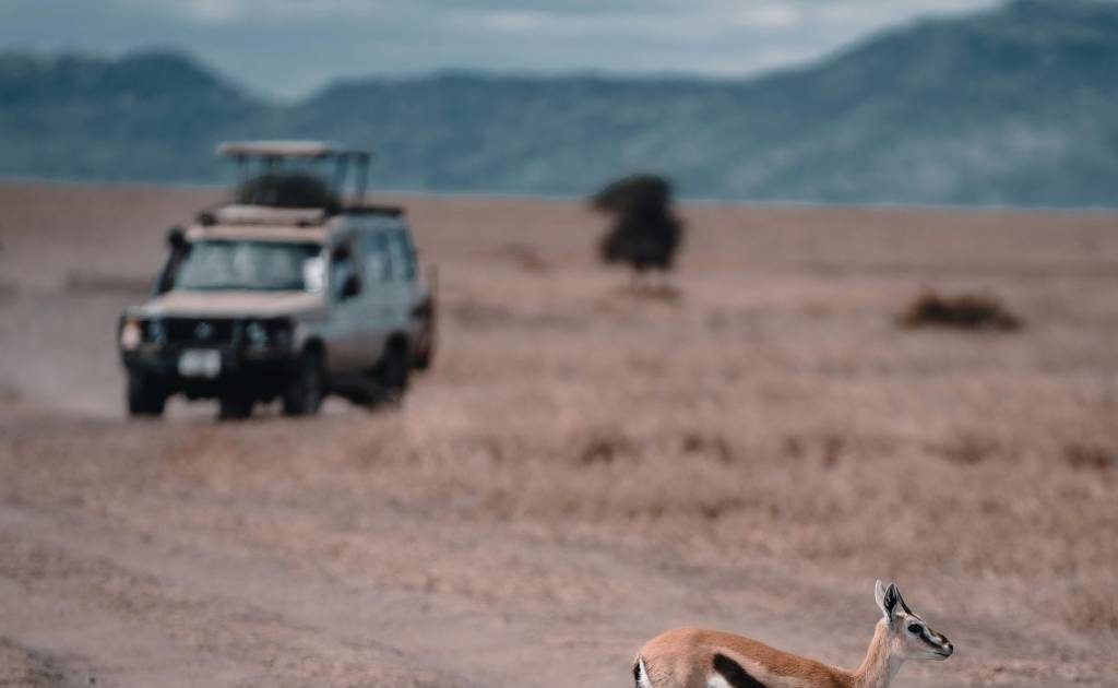 Safari en Tanzanie : conseils pour préparer un voyage mémorable