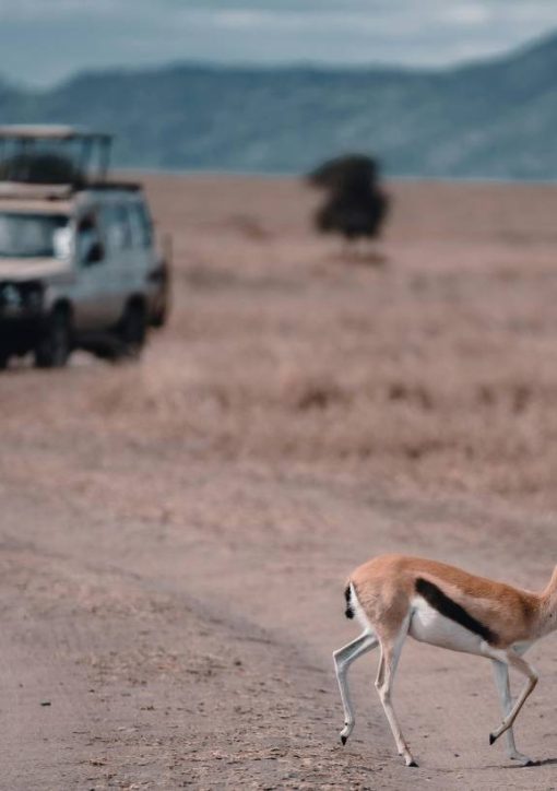 Safari en Tanzanie : conseils pour préparer un voyage mémorable