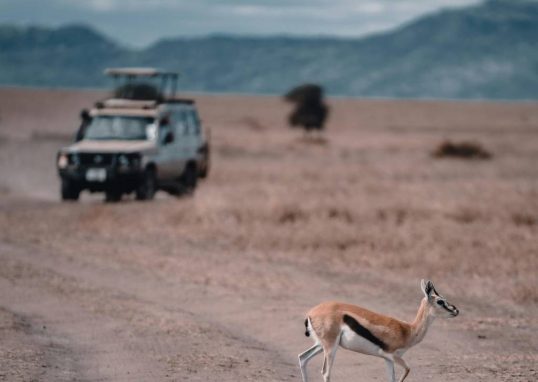 Safari en Tanzanie : conseils pour préparer un voyage mémorable