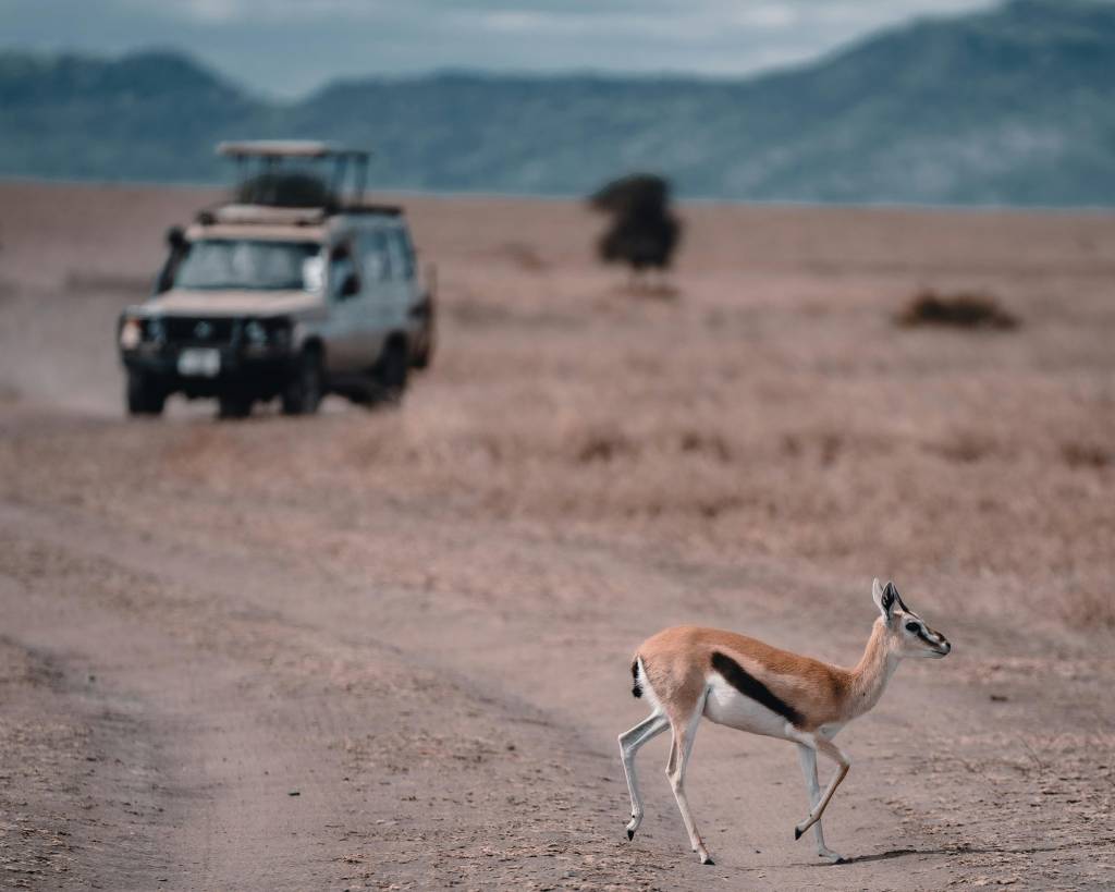 Safari en Tanzanie : conseils pour préparer un voyage mémorable