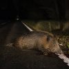 19 sanglier mort sur la route : que faire en cas de rencontre ?