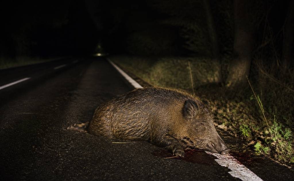 19 sanglier mort sur la route : que faire en cas de rencontre ?