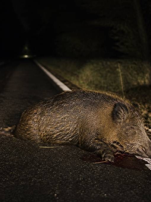 19 sanglier mort sur la route : que faire en cas de rencontre ?