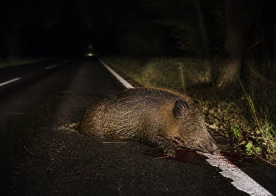 19 sanglier mort sur la route : que faire en cas de rencontre ?