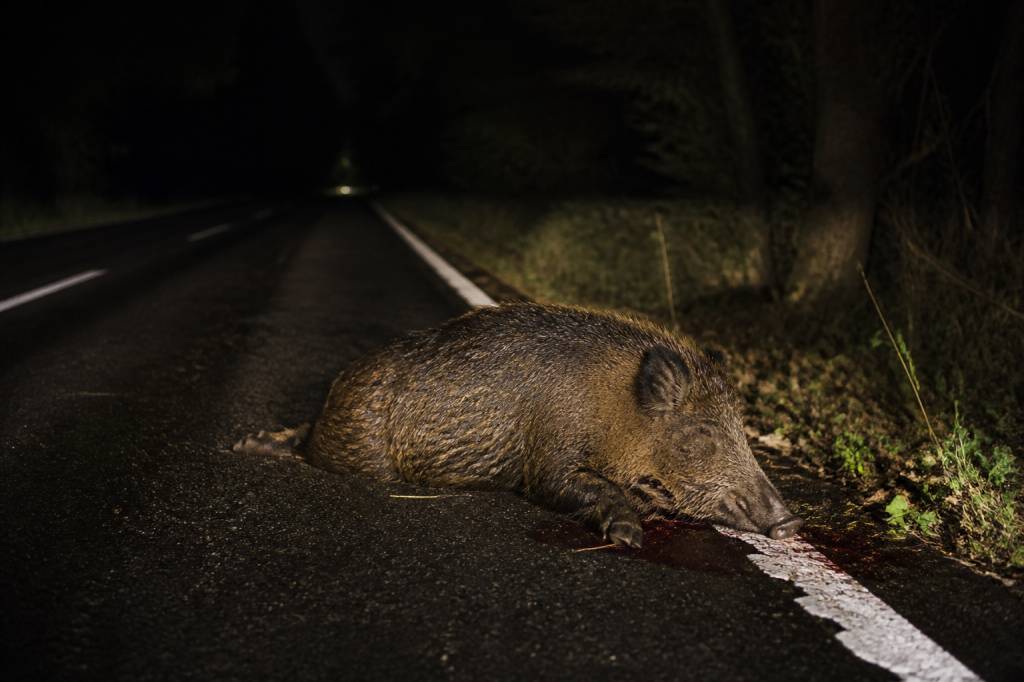 19 sanglier mort sur la route : que faire en cas de rencontre ?
